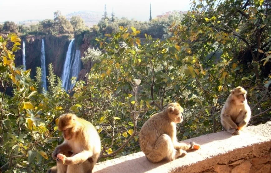 singe ouzoud2 870x555.jpg