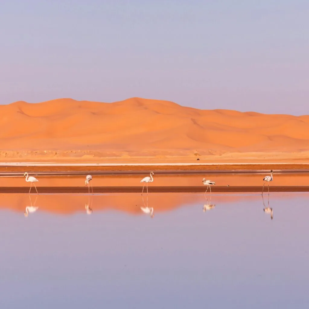 pexels-djamel-ramdani-8877684