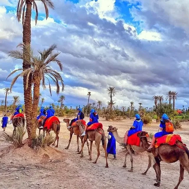 balade-dromadaire-palmeraie-01