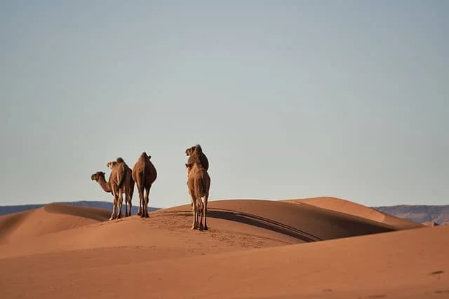eco tourism tours morocco explore natures wonders sustainably.webp.webp