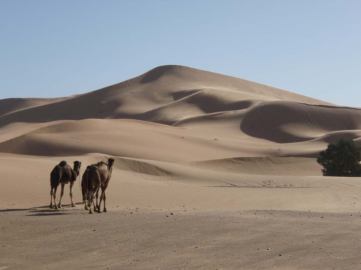 surviving the saharas heat.jpg
