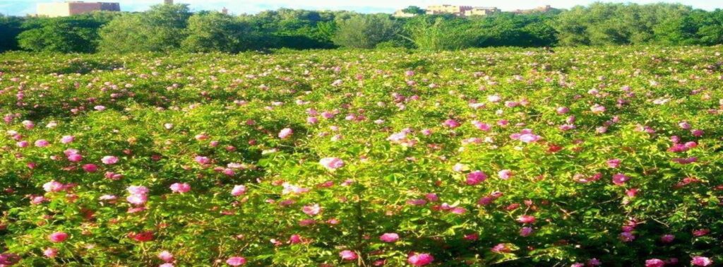 roses in morocco.jpg