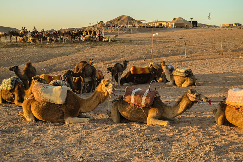 ultimate guide to tripadvisor marrakech enhance your travel experience with asmaa travel