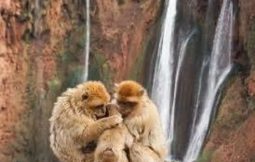 day trip private to ouzoud waterfalls from marrakech