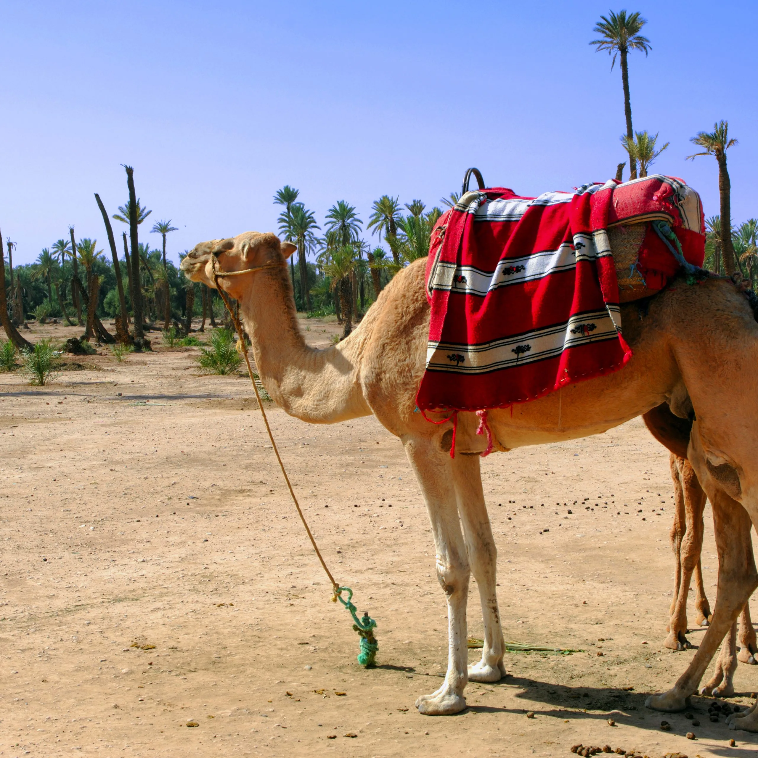 palm trees and camel scaled.jpg