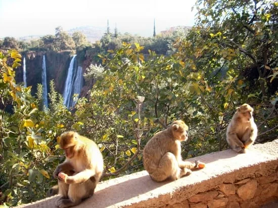 singe ouzoud2