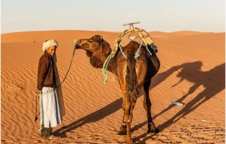 sahara camel tour guide 600x450.jpg 870x555